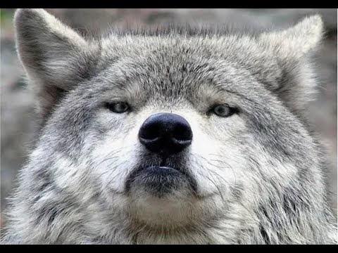 Видео: Нагиб Волка#5