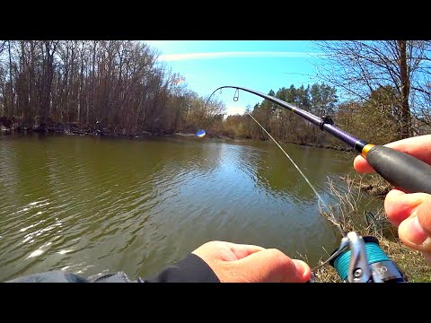 Видео: В ШОКЕ ОТ ТАКОЙ РЫБАЛКИ. Клюет только закинь. Окунь, щука, судак на спиннинг. Рыбалка весной на реке
