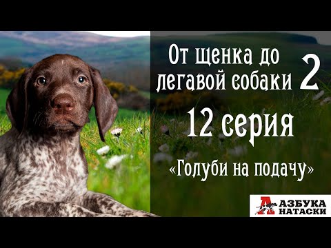 Видео: Учим курцхаара подавать голубей. "От щенка до легавой собаки" 12 серия