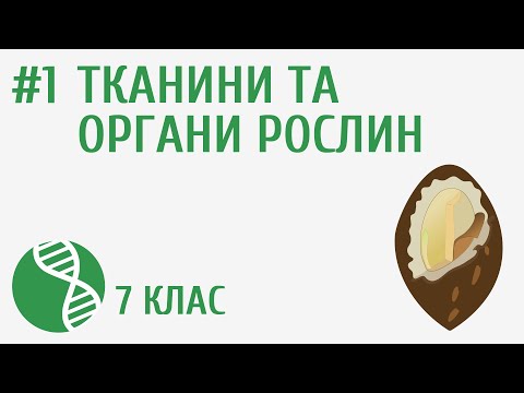 Видео: Тканини та органи рослин #1