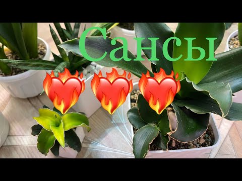 Видео: Мои Сансевиерии через 5 месяцев 🌱🤗