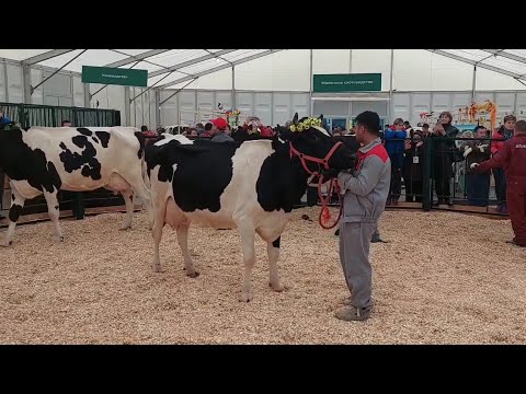 Видео: ЗОЛОТАЯ ОСЕНЬ 2022 МАЛОЧНЫЙ КРС🐄.