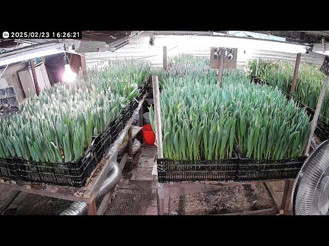 Видео: Выгонка тюльпанов 23.02.2025