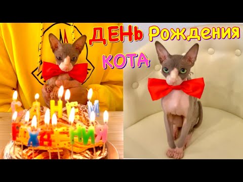 Видео: КОШАЧИЙ День Рождения 😻