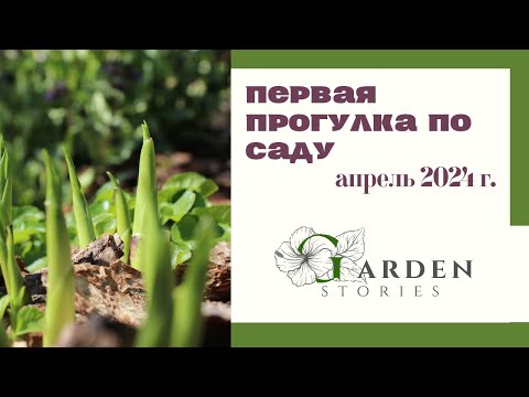 Видео: Подвязываю плетистые розы // Сад после зимы // Первая весенняя прогулка по саду АПРЕЛЬ  2024