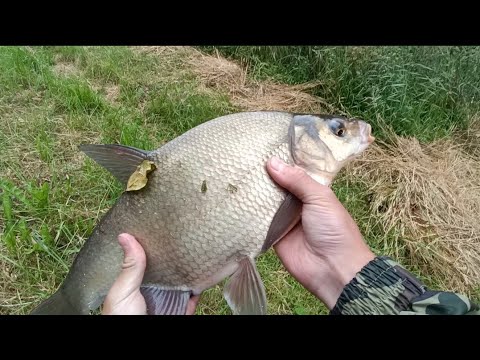 Видео: КОРМИЛ ЦЕЛОЕ УТРО И ОН ПРИШЁЛ!!! Начало лещёвых раздач после нереста!!! Много кормишь-много ловишь!