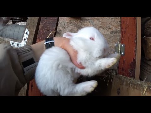 Видео: Маленькие зайчата панона и шиншил