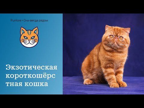 Видео: Экзотическая короткошёрстная кошка