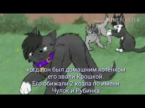 Видео: История Бича