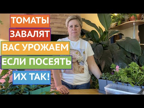 Видео: УЖЕ ПОРА! КАК ПРАВИЛЬНО ПОСЕЯТЬ ТОМАТЫ НА РАССАДУ!
