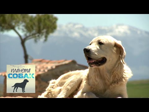 Видео: Испанский мастиф. Планета собак 🌏 Моя Планета