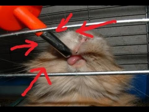 Видео: Как сделать ниппельную поилку ( шариковую )