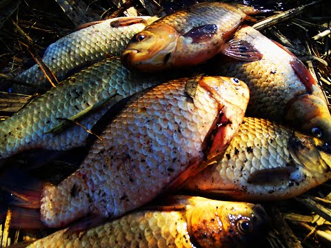 Видео: Сьёмка поклёвок крупным планом. Ловля карася на фидер весной.