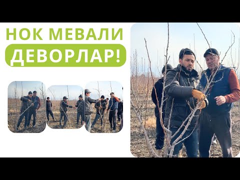 Видео: НОК ДАРАХТЛАРИНИ ДЕВОР УСУЛИДА ТАРБИЯ ҚИЛИШ!