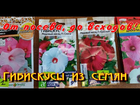 Видео: Гибискусы из семян. От посева - до всходов!