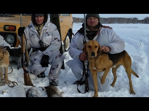 Видео: Охота на зайца с русскими гончими по первому снегу 4 ноября.