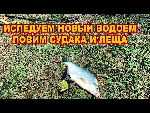 Видео: Ловим леща и судака // Судак 2024  /// Рыбалка на Кубани 2024 /// Выпуск № 39