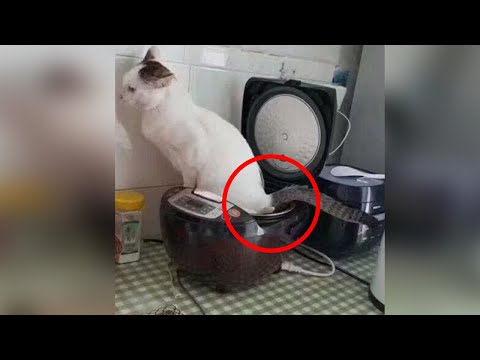 Видео: ПРИЯТНОГО! 😈 КОТЫ - ХУЛИГАНЫ, НАГЛЕЦЫ!😼 ЛЮТЫЕ ПРИКОЛЫ ПРО ЖИВОТНЫХ😹