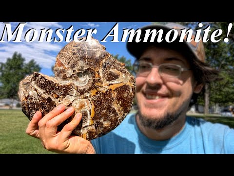 Видео: Мы нашли ОГРОМНЫЙ аммонит, покрытый швами и аммолитом! Поиск окаменелостей, ремонт, подготовка и ...