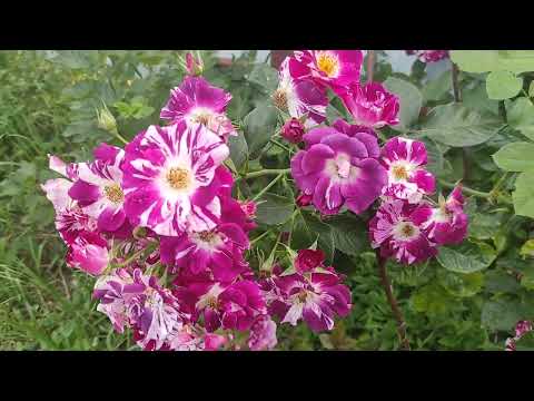 Видео: Розы, Обзор-отцвели не все. Уезжаю ❣️❣️❣️