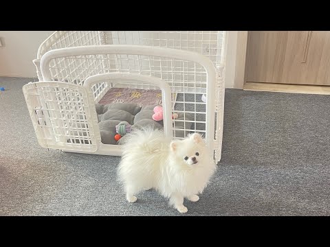Видео: Манеж/вольер для щенка пластиковый