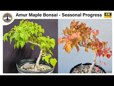 Видео: Бонсай из амурского клёна — сезонный прогресс