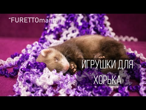 Видео: Игрушки для хорька /Ferret toys