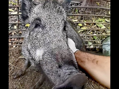 Видео: Вольер для кабанов.  Строительство загона  для диких кабанов