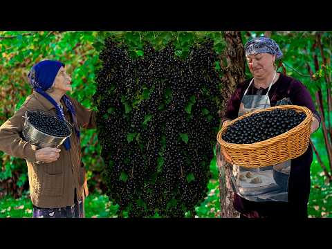 Видео: Сбор свежей черной смородины и приготовление домашнего варенья и сока в сельской местности!