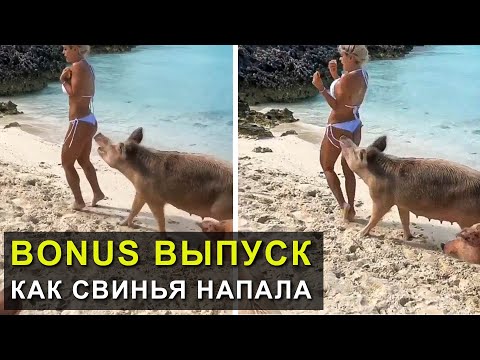 Видео: На меня напала свинья. Bonus выпуск