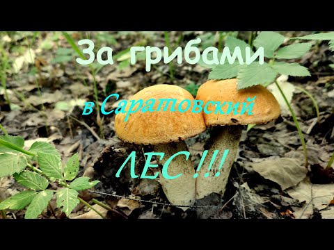 Видео: За грибами в Саратовский лес!!!