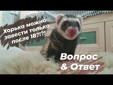 Видео: НЕ ПОДПУСКАЙТЕ ДЕТЕЙ К ХОРЬКУ!!?!?// Вопрос & Ответ// Snezhana