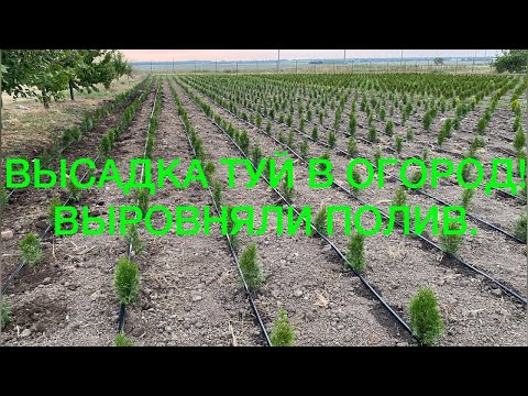 Видео: 🌲🌳ПРОДОЛЖАЕМ ВЫСАДКУ ТУЙ СМАРАГД В ОГОРОД! А так же другие работы на участке!🌲🌳