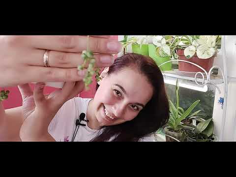 Видео: Мои Крестовники (Senecio)