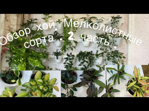 Видео: Обзор хой. 2 часть. Мелколистные сорта.