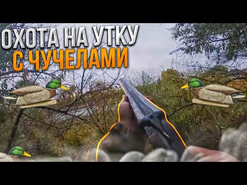 Видео: ОСЕННЯЯ ОХОТА НА УТКУ. С чучелами на луже.