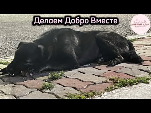 Видео: Делаем Добро Вместе