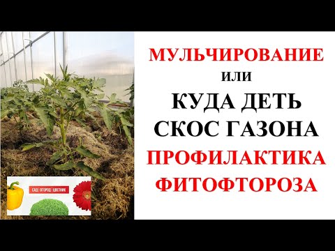 Видео: мульчирование свежескошенной травой