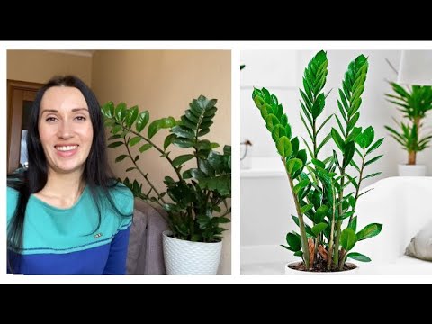 Видео: 🌿ЗАМИОКУЛЬКАС УХОД ПОЛИВ ПЕРЕСАДКА/СЕКРЕТЫ ВЫРАЩИВАНИЯ ПЫШНОГО КУСТА/ВСЕ СПОСОБЫ РАЗМНОЖЕНИЯ