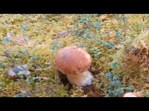 Видео: ГРИБЫ НА НАС НАПАЛИ ИЛИ БЕЛЫЕ ПОШЛИ💥 ГРИБЫ 2025 #грибы #лес #сборгрибов #отдых #белыйгриб 