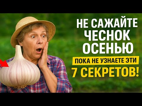 Видео: НЕ САЖАЙТЕ ЧЕСНОК Осенью, Пока не Узнаете Эти 7 СЕКРЕТОВ! Гарантия Гигантских Головок