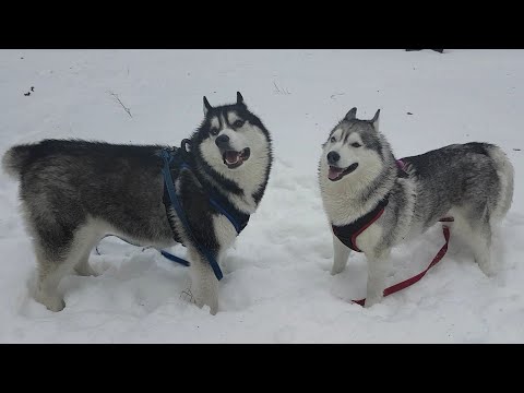 Видео: Иджин достал Иделию🐺🐺#huskyidel #сибирскийхаски #челябинск