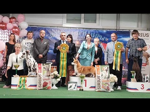 Видео: 28.09.2025, СПб. Клуб "Северная Пальмира" (РКФ, РФСС). Выставка собак "ЗВЕЗДЫ ПАЛЬМИРЫ" (САС, ЧФ)