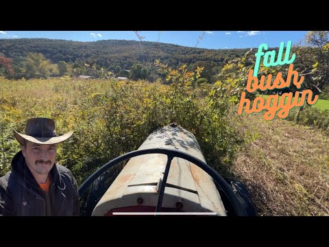 Видео: Вырубка кустарников осенью на Ford 8N. Осенняя уборка, покос травы.