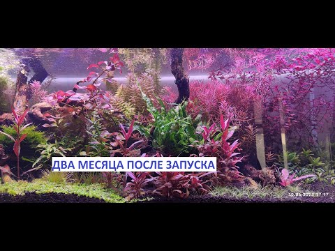 Видео: Два месяца после запуска, сойл ISTA, обзор роста растений, плюсы и минусы.