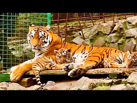 Видео: Тигрица с тигрятами обрадовались появлению папы тигра!