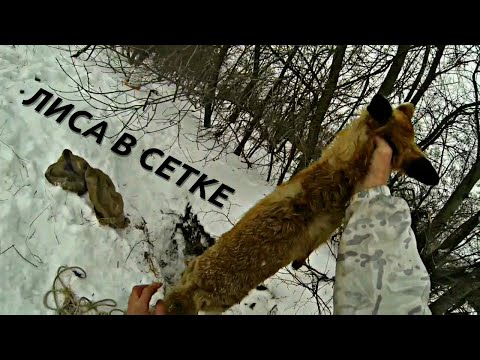 Видео: Лиса в сетке/Охота с ягдтерьером/Fox Hunt with Jagdterrier