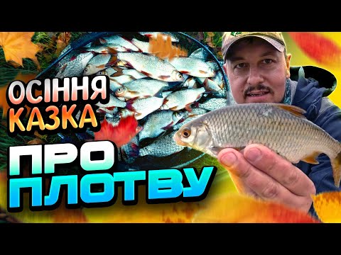Видео: ПЛОТВА ПІШЛА! Осіння рибалка на фідер на Дніпрі | Частина 1