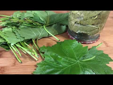 Видео: Как мариновать виноградные листья | How to marinate grape leaves | Ինչպես մարինացնել ՝ խաղողի տերևը