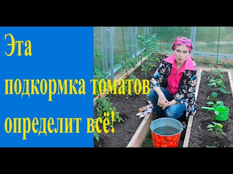 Видео: Первая подкормка томатов: это очень важно!